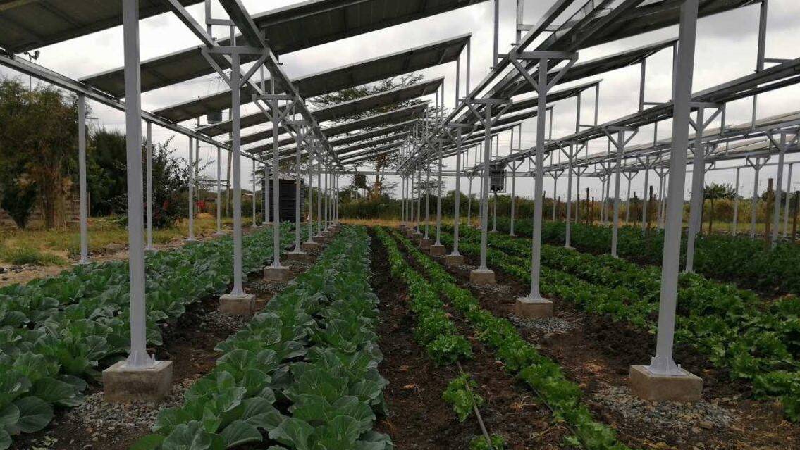 Agrivoltaics-1280x640 (1)|csic- agrivoltaica-panel_transparente|Agrivoltaics